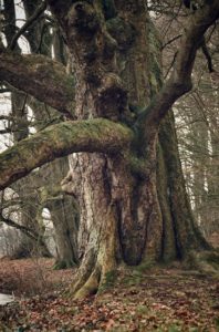 img-tree-01